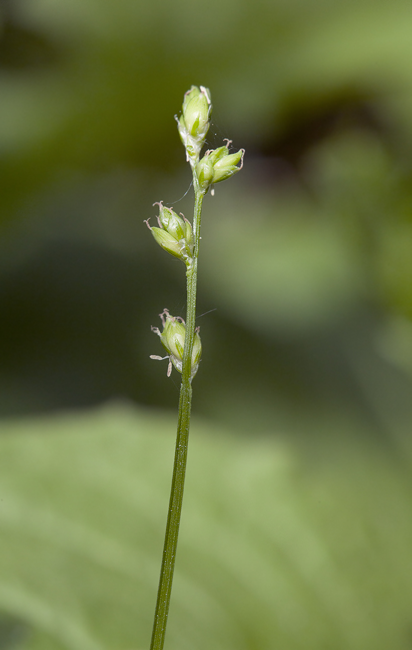 Изображение особи Carex loliacea.