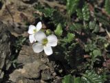 Arabidopsis neglecta. Верхушка цветущего побега среди листьев Dryas octopetala. Украина, Закарпатская обл., Раховский р-н, хр. Свидовец, ≈ 1800 м н.у.м., каменистая осыпь. 2 июля 2010 г.