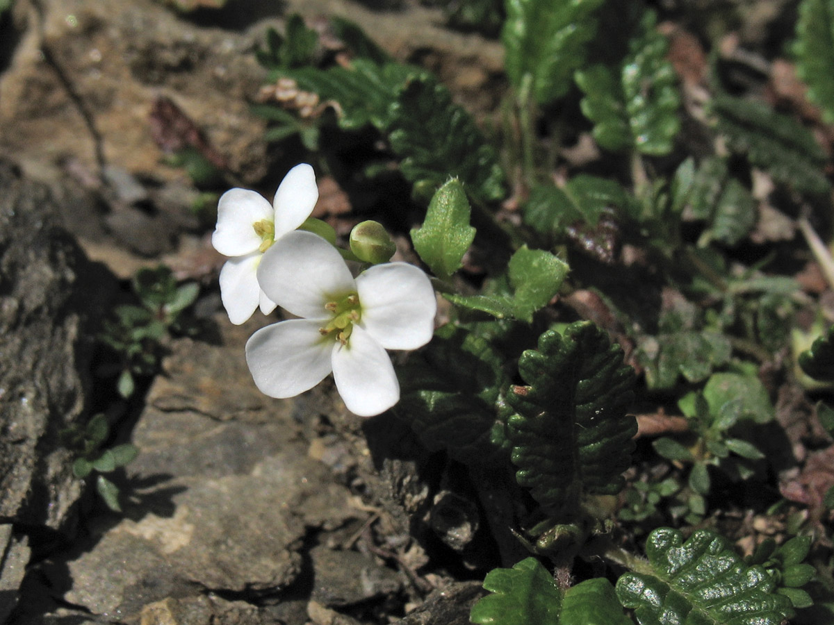 Изображение особи Arabidopsis neglecta.