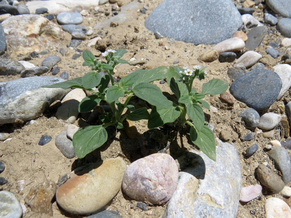 Image of Heliotropium ellipticum specimen.