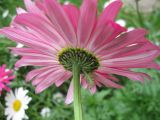 Pyrethrum coccineum