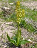 Orchis punctulata