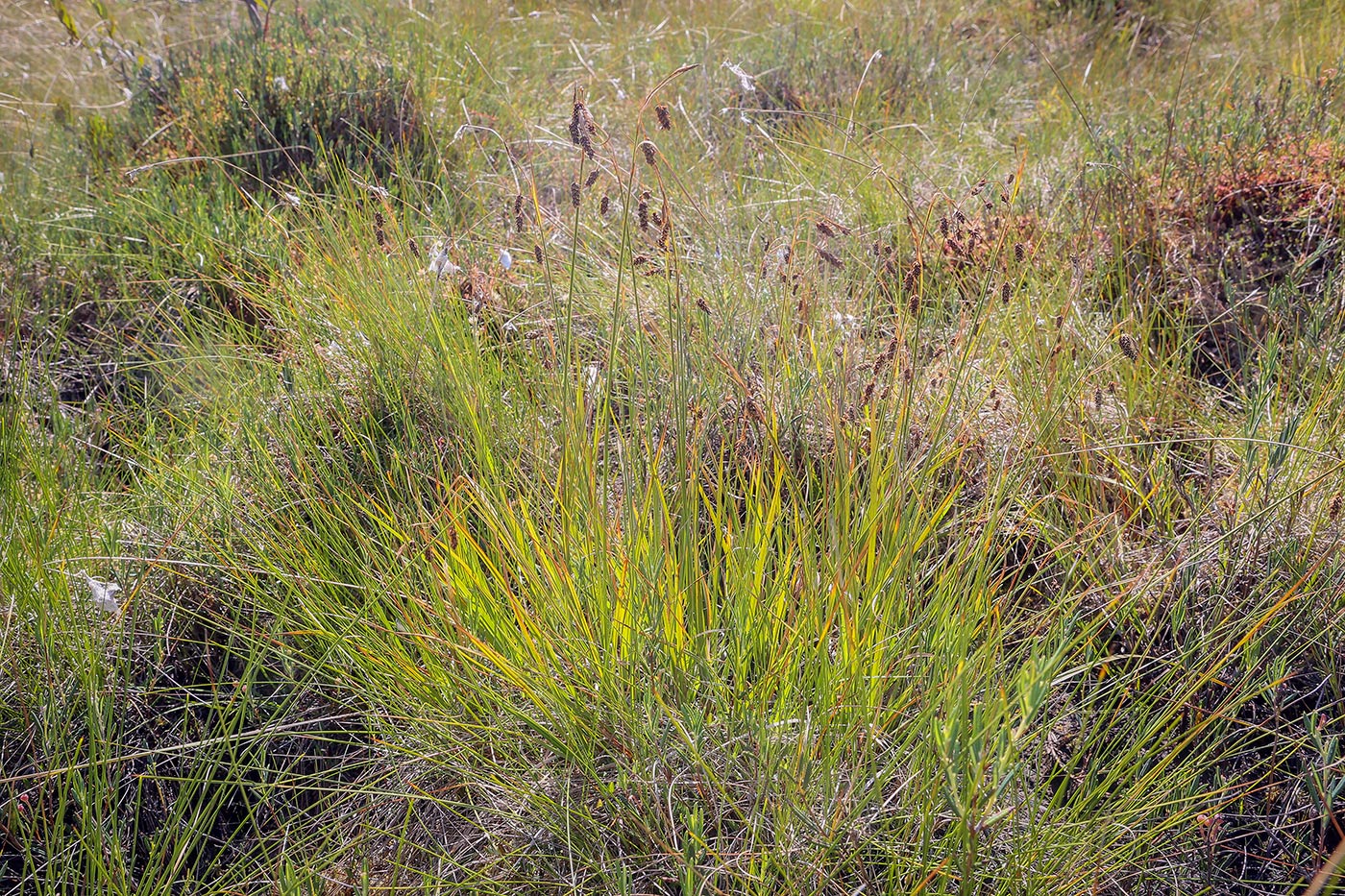 Изображение особи Carex paupercula.