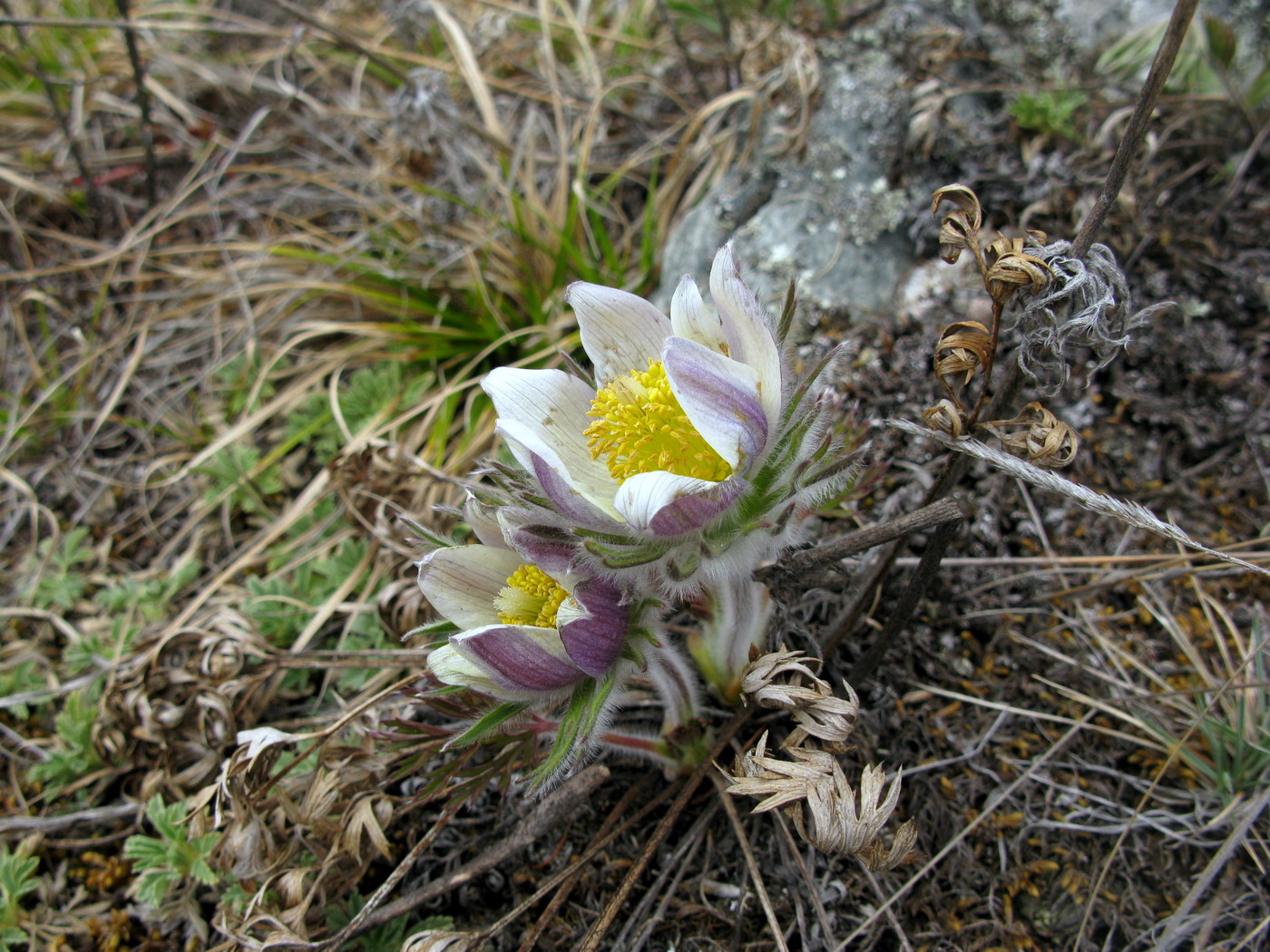 Image of Pulsatilla herba-somnii specimen.