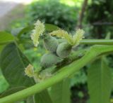 Juglans regia