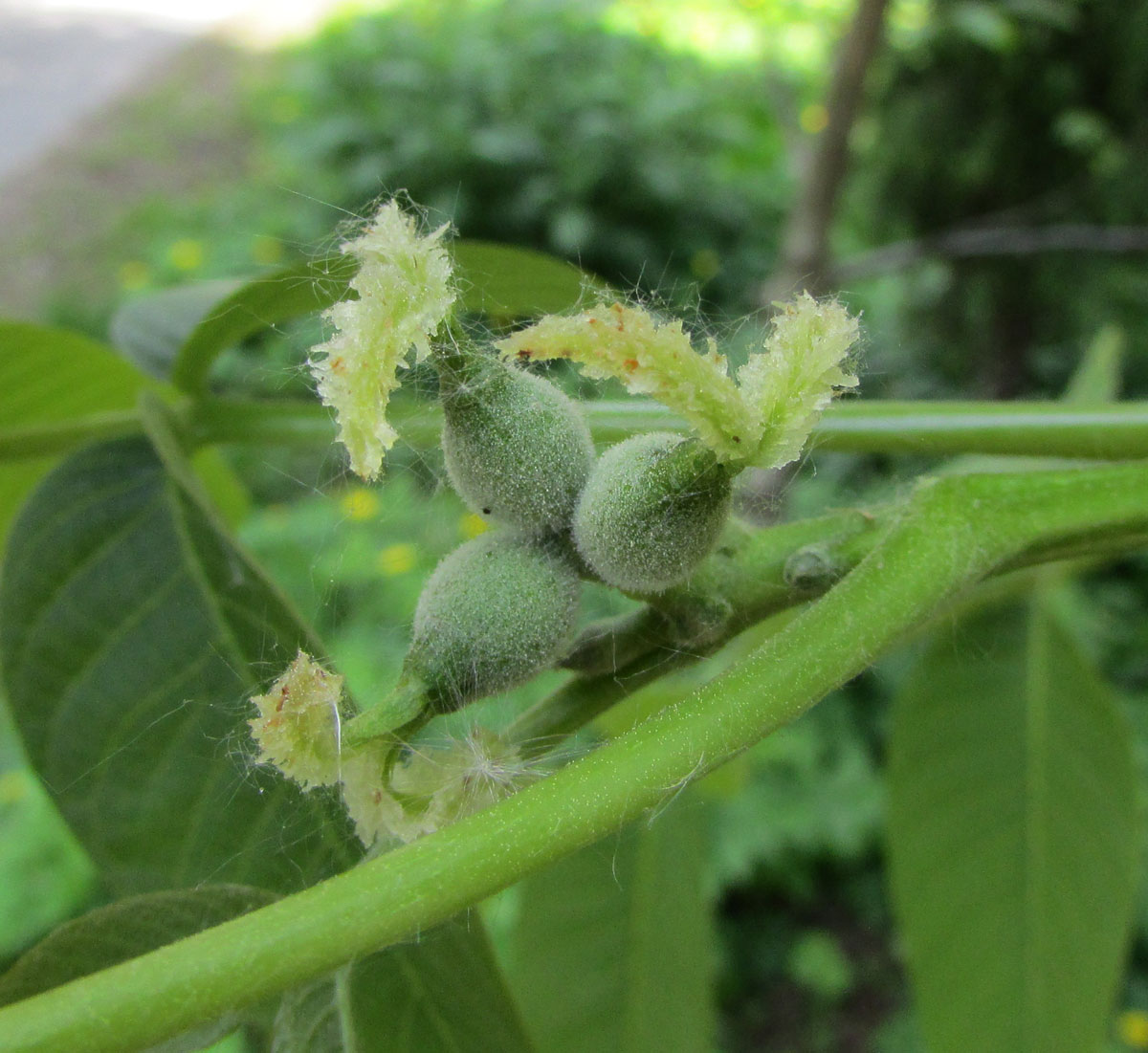 Изображение особи Juglans regia.