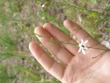 Anthericum ramosum