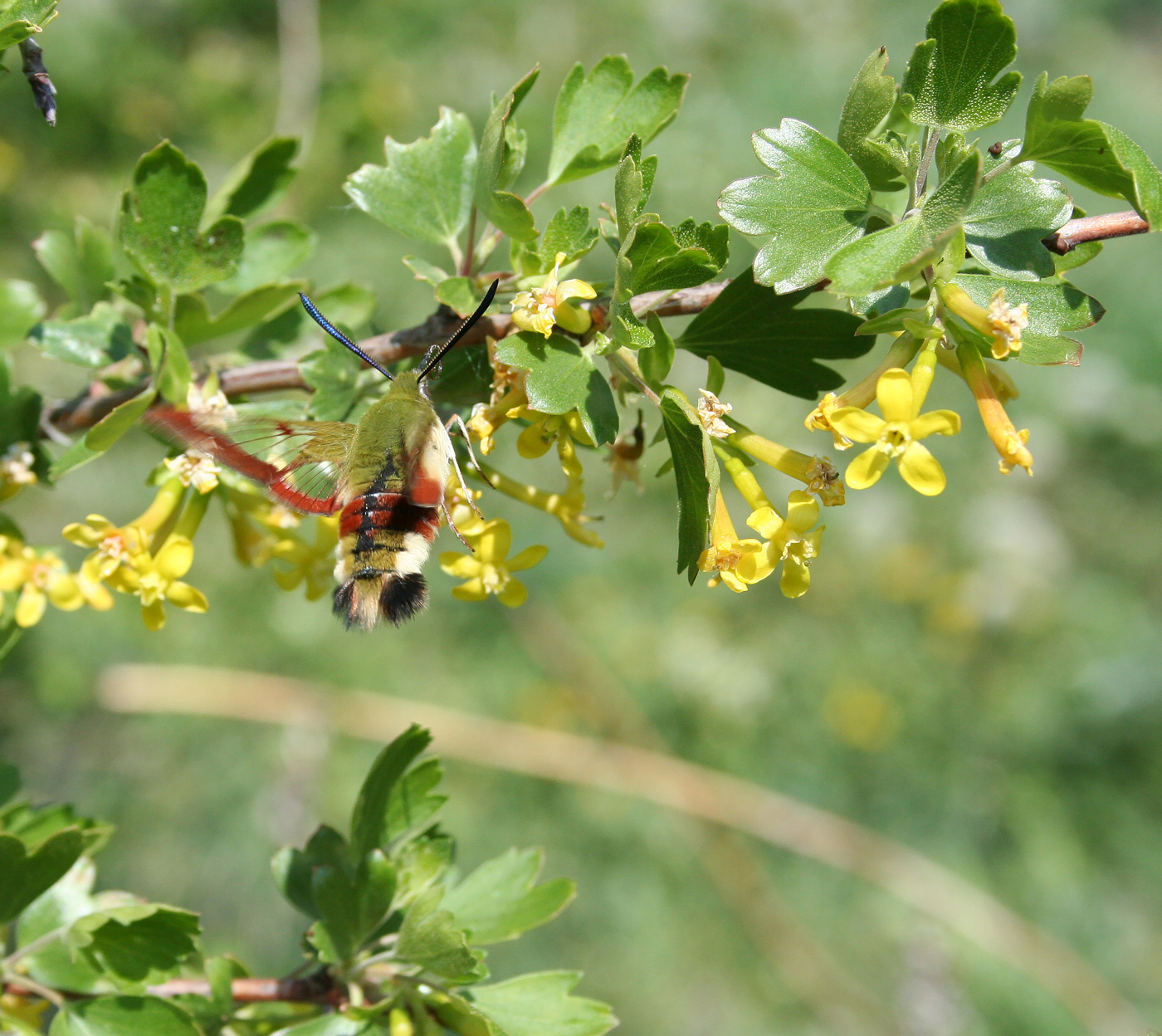 Image of Ribes aureum specimen.