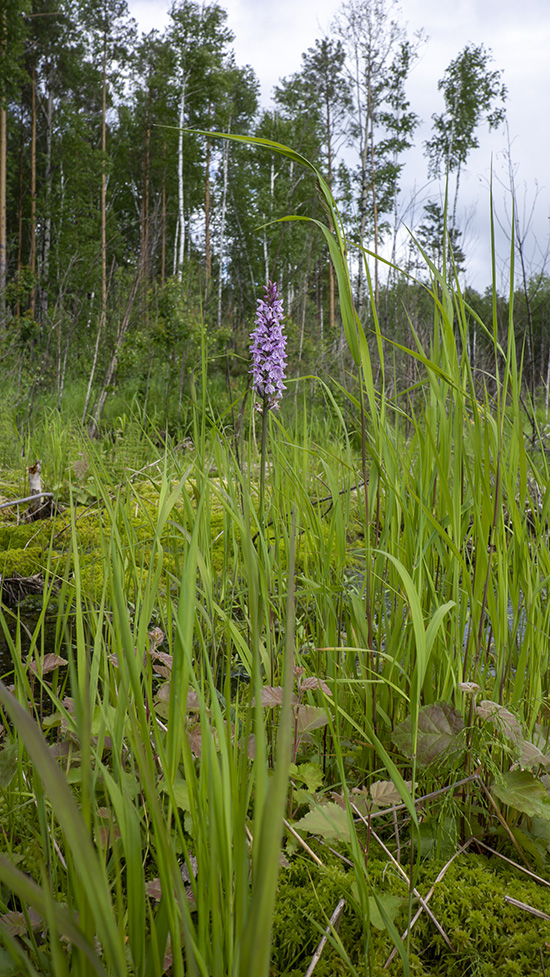 Image of Dactylorhiza fuchsii specimen.