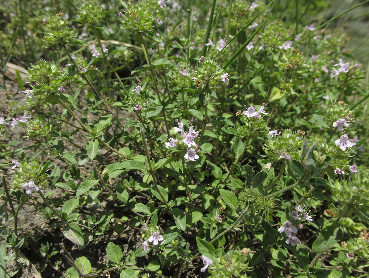 Изображение особи Thymus collinus.