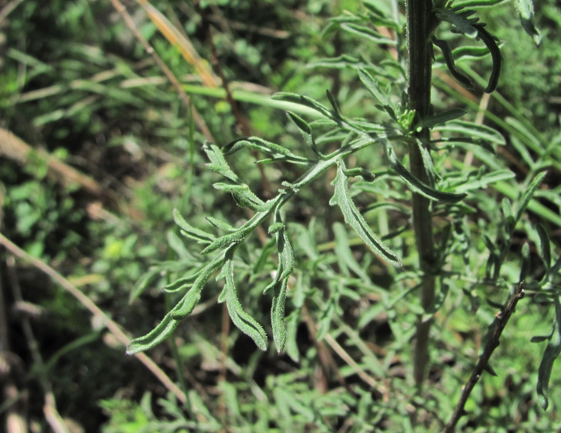 Image of Centaurea ossethica specimen.