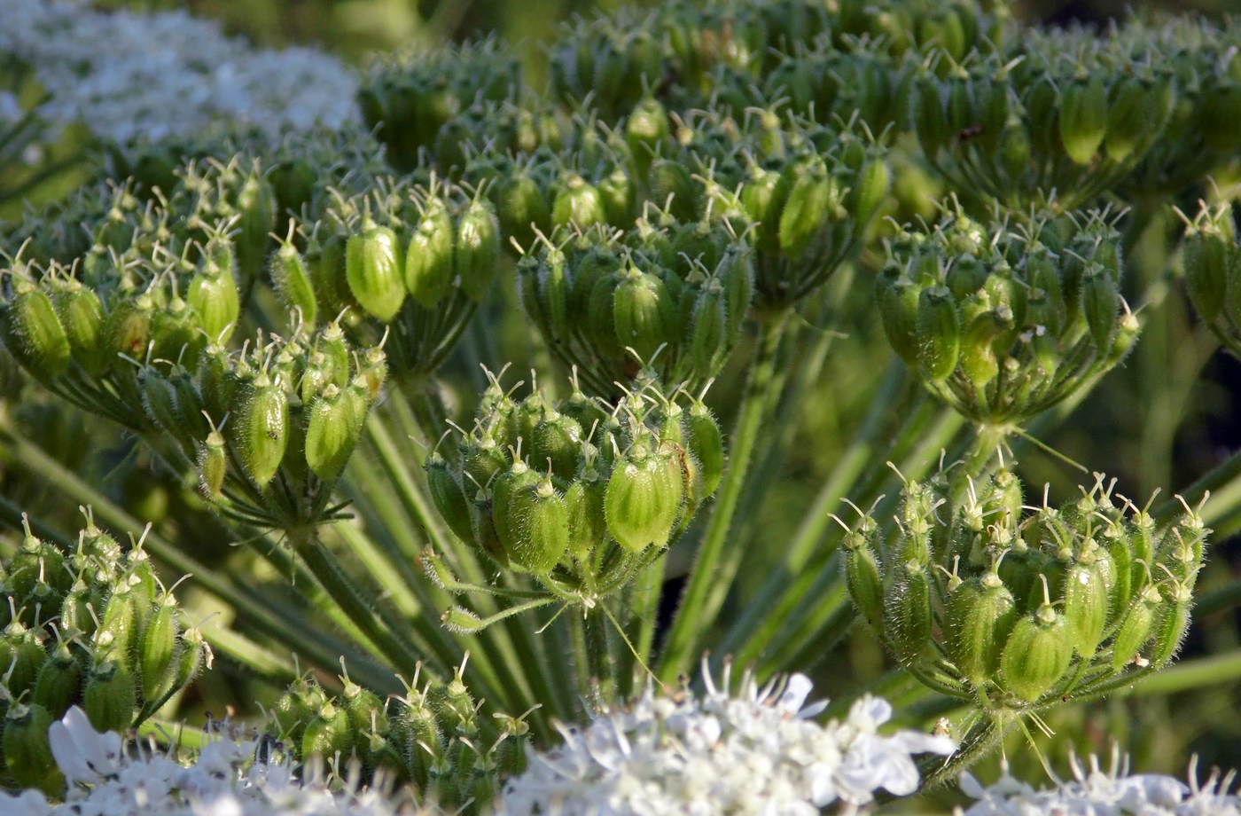 Изображение особи Heracleum sosnowskyi.