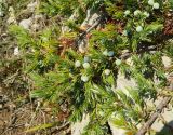 Juniperus hemisphaerica