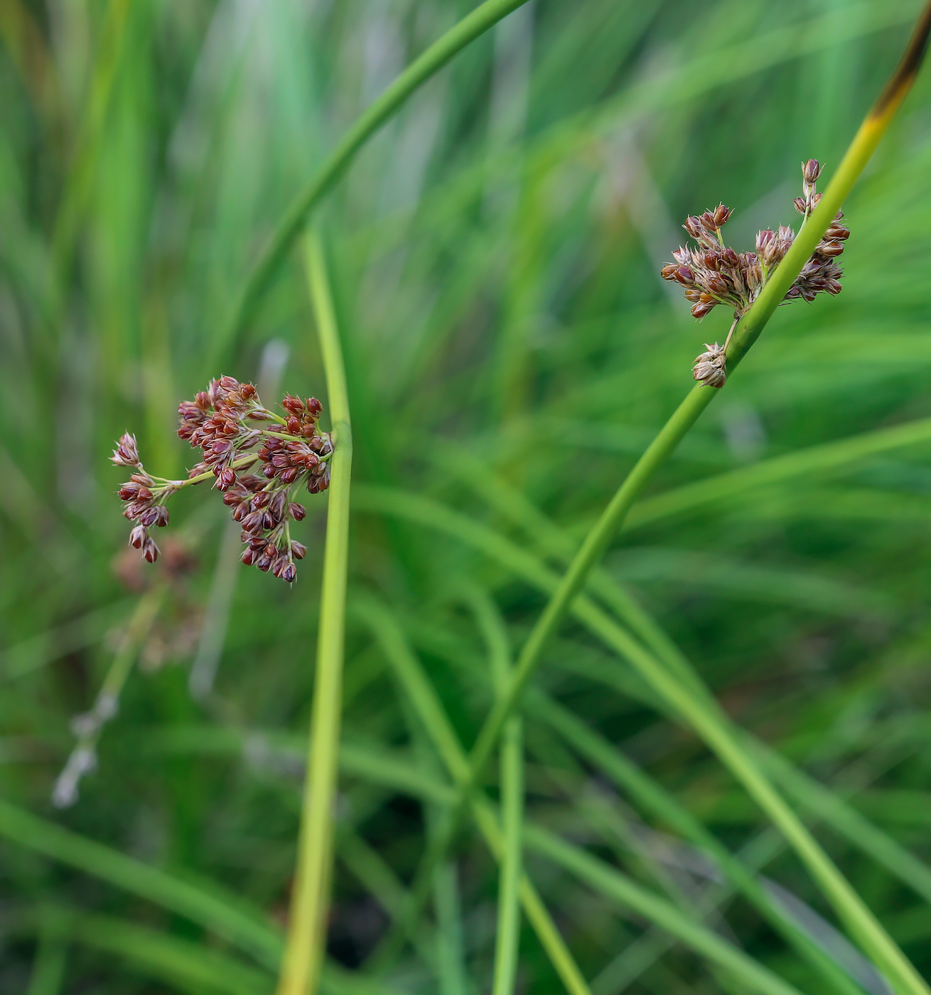 Изображение особи Juncus effusus.