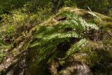 Polypodium vulgare. Спороносящее растение на замшелом валуне. Ленинградская обл., Кингисеппский р-н, окр. дер. Урмизно близ охоторыболовной базы \"Динамо\", смешанный елово-лиственный лес с участием широколиственных пород. 18.05.2019.