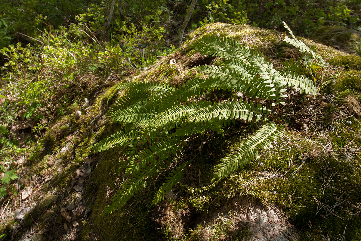 Изображение особи Polypodium vulgare.