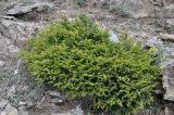 Picea orientalis