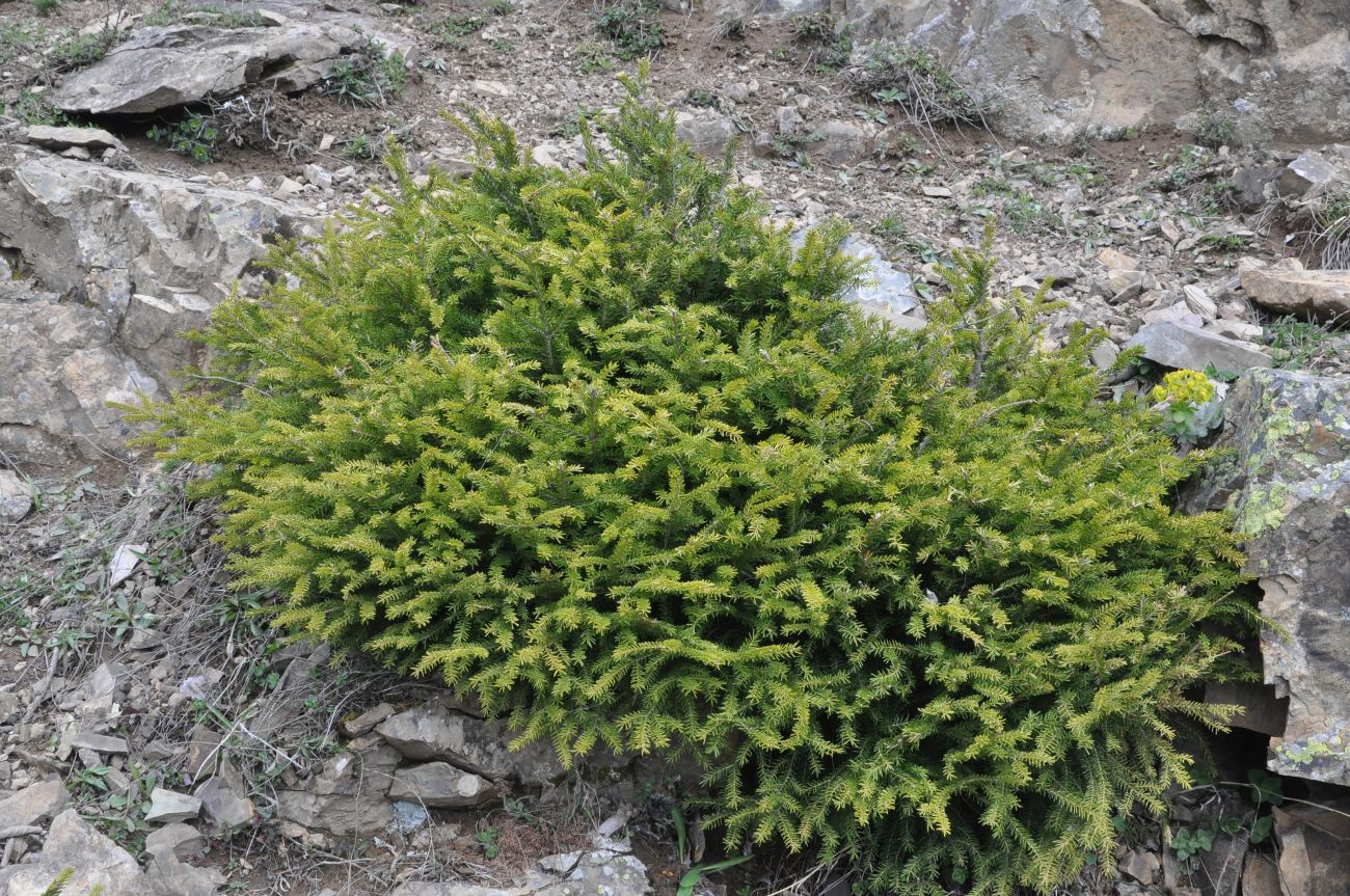 Image of Picea orientalis specimen.