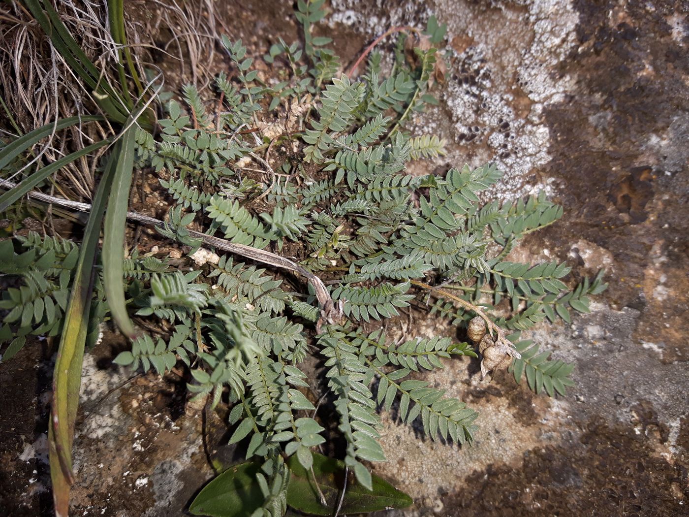 Image of genus Astragalus specimen.