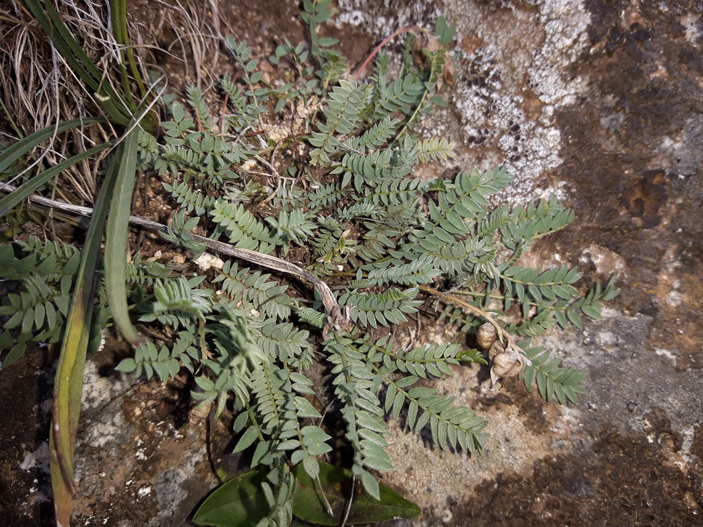 Изображение особи род Oxytropis.