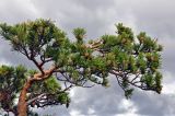 Pinus sylvestris
