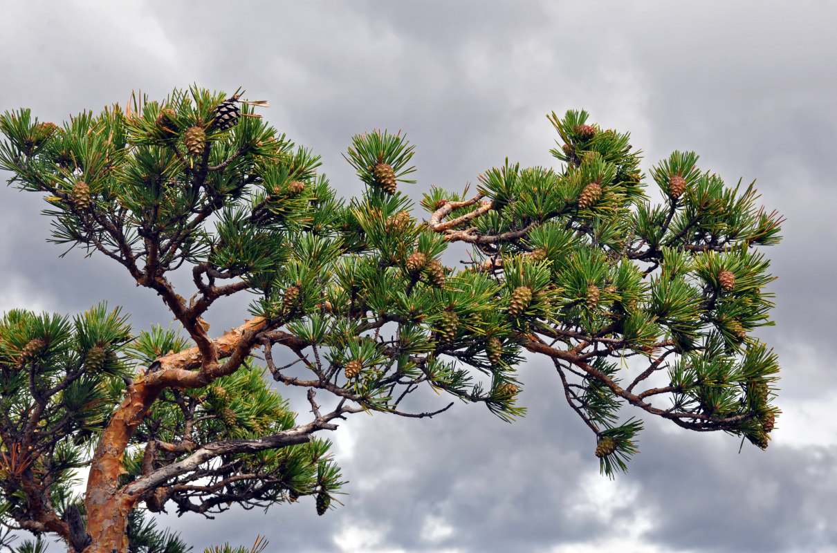 Image of Pinus sylvestris specimen.