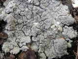 Diploschistes scruposus