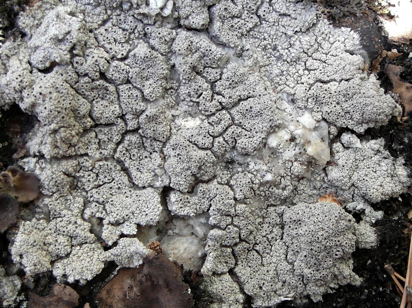 Image of Diploschistes scruposus specimen.