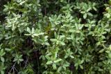 Quercus coccifera