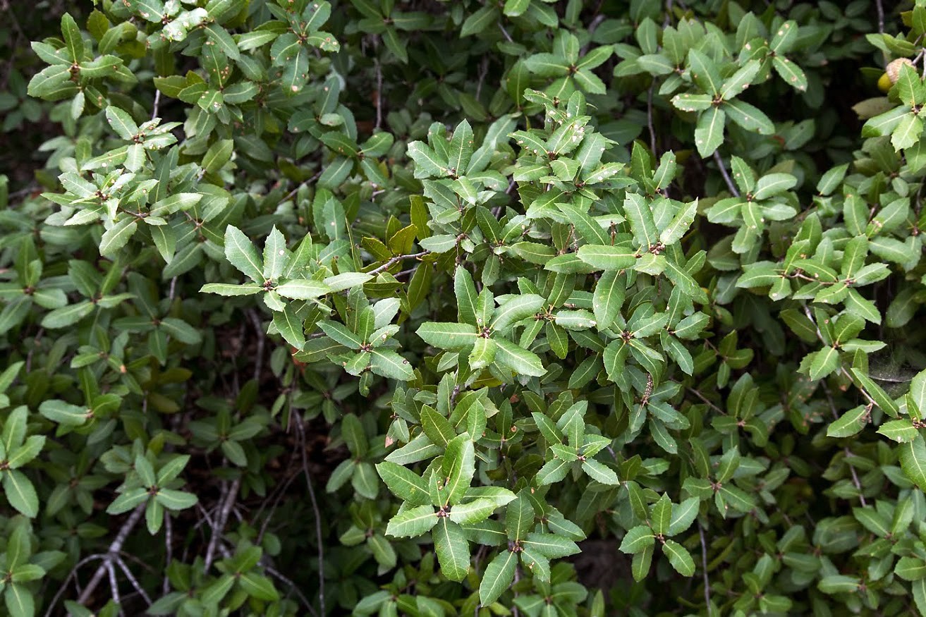 Изображение особи Quercus boissieri.