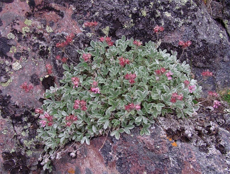 Изображение особи Potentilla divina.