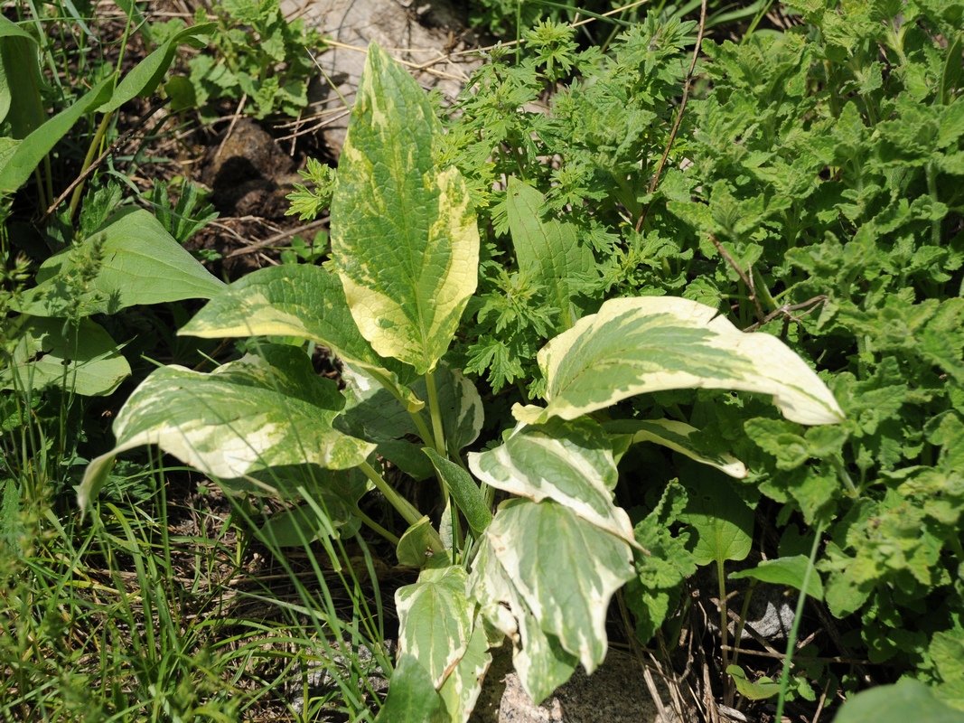 Изображение особи Solenanthus circinnatus.