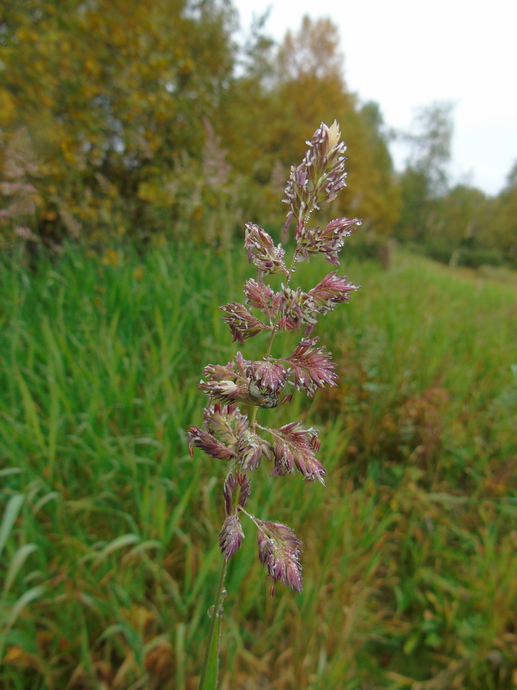 Изображение особи Phalaroides arundinacea.