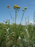 Tanacetum tanacetoides. Верхушка цветущего растения. Казахстан, Восточно-Казахстанская обл., Катон-Карагайский р-н; Западный Алтай, перевал Шириккайын, низкогорный лугово-степной склон вост. экспозиции, зарастающая гарь. 29 июня 2019 г.