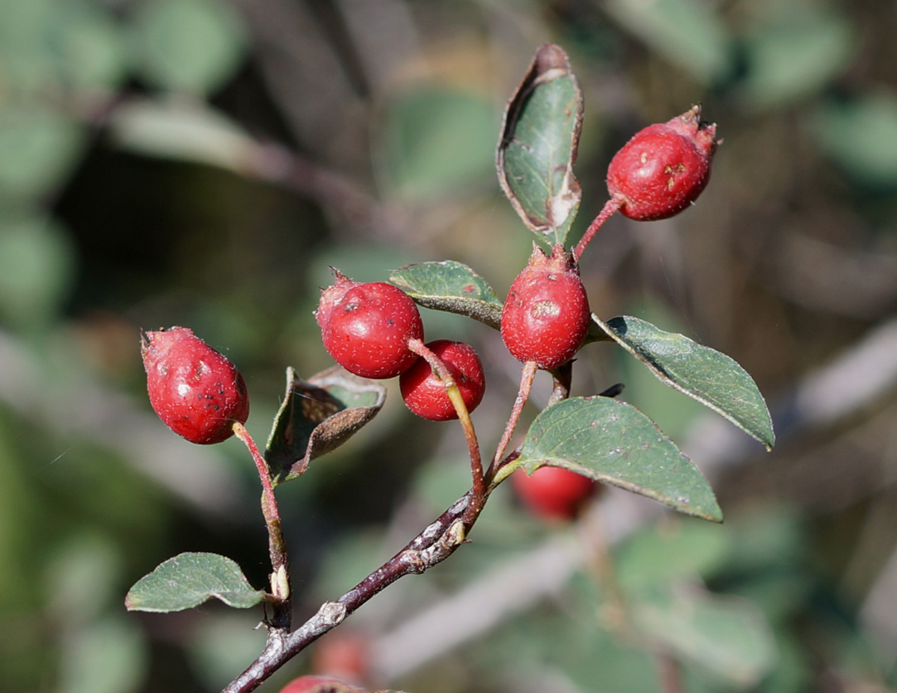 Изображение особи род Cotoneaster.