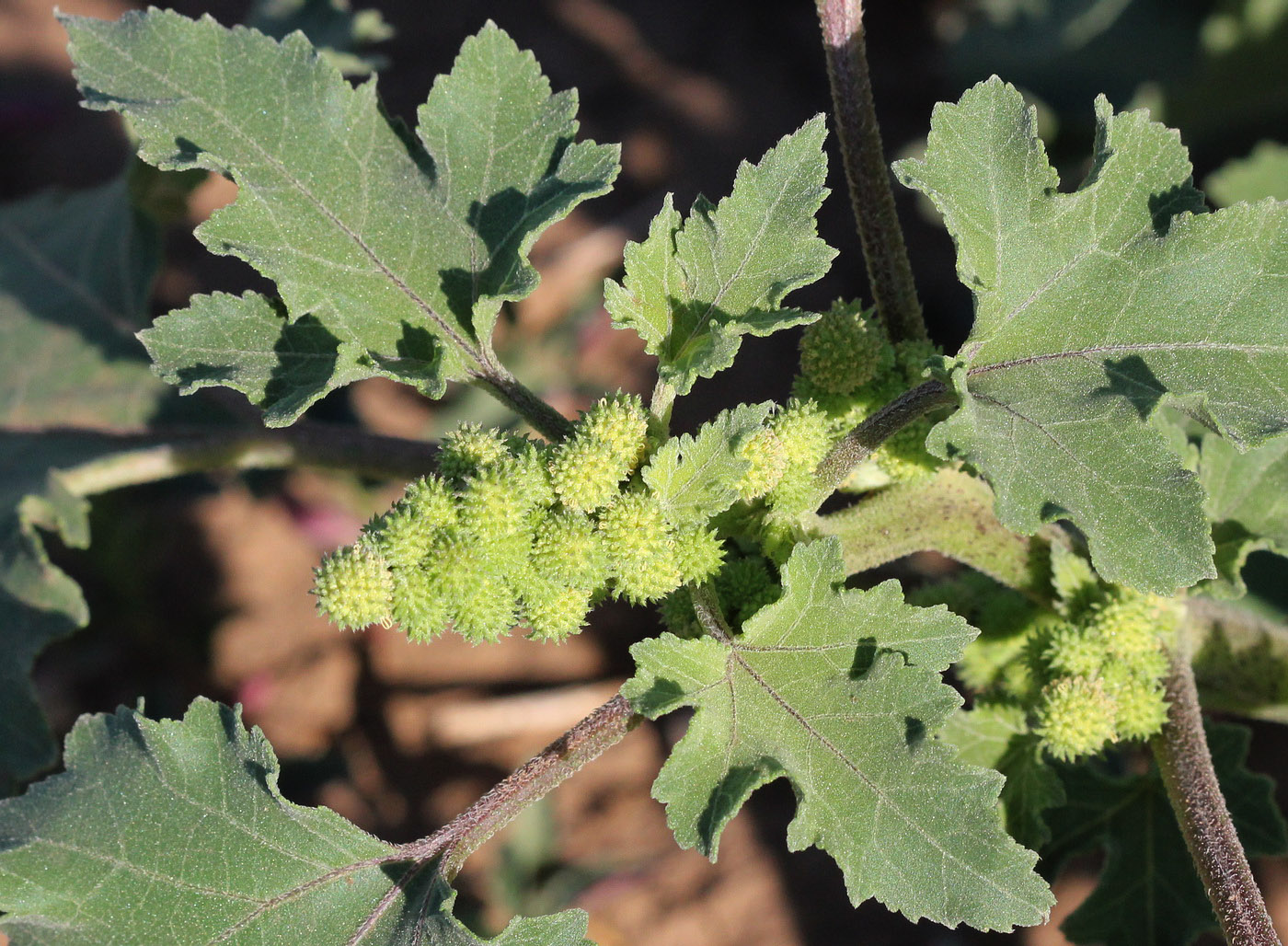 Image of Xanthium orientale specimen.