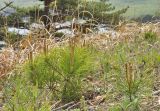 Pinus densiflora. Молодое растение. Приморье, Хасанский р-н, п-ов Гамова, приморский склон. 12.05.2019.