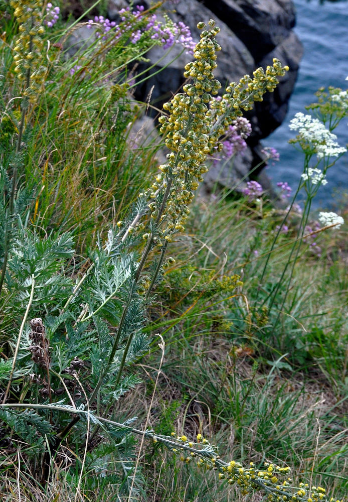 Изображение особи Artemisia latifolia.