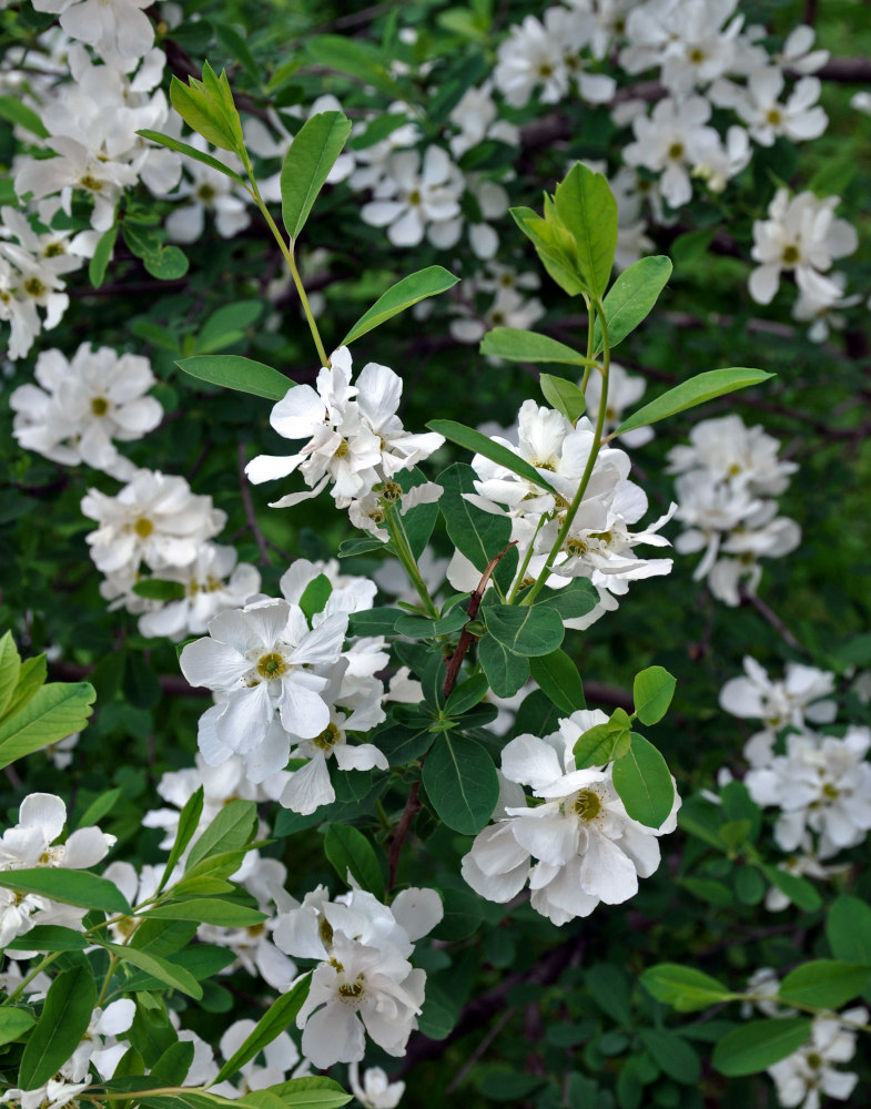 Изображение особи род Exochorda.