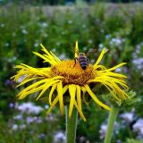 Inula helenium. Соцветие. Чувашия, окр. г. Шумерля, дер. Подборное. 1 августа 2008 г.