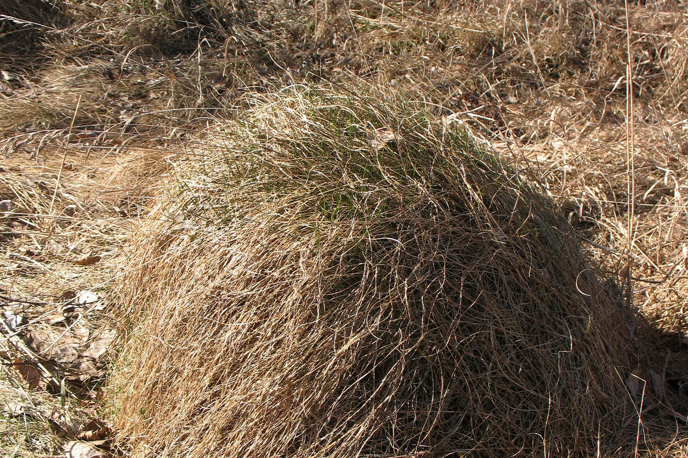 Image of Festuca rubra specimen.