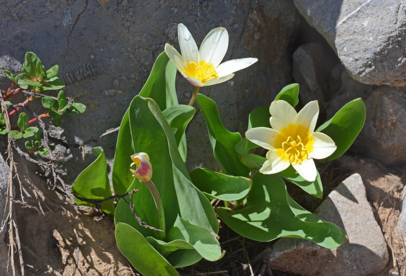 Изображение особи Tulipa berkariensis.