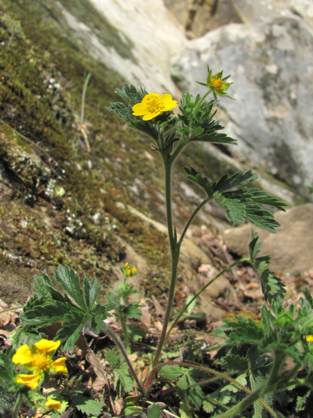 Image of Potentilla caucasica specimen.