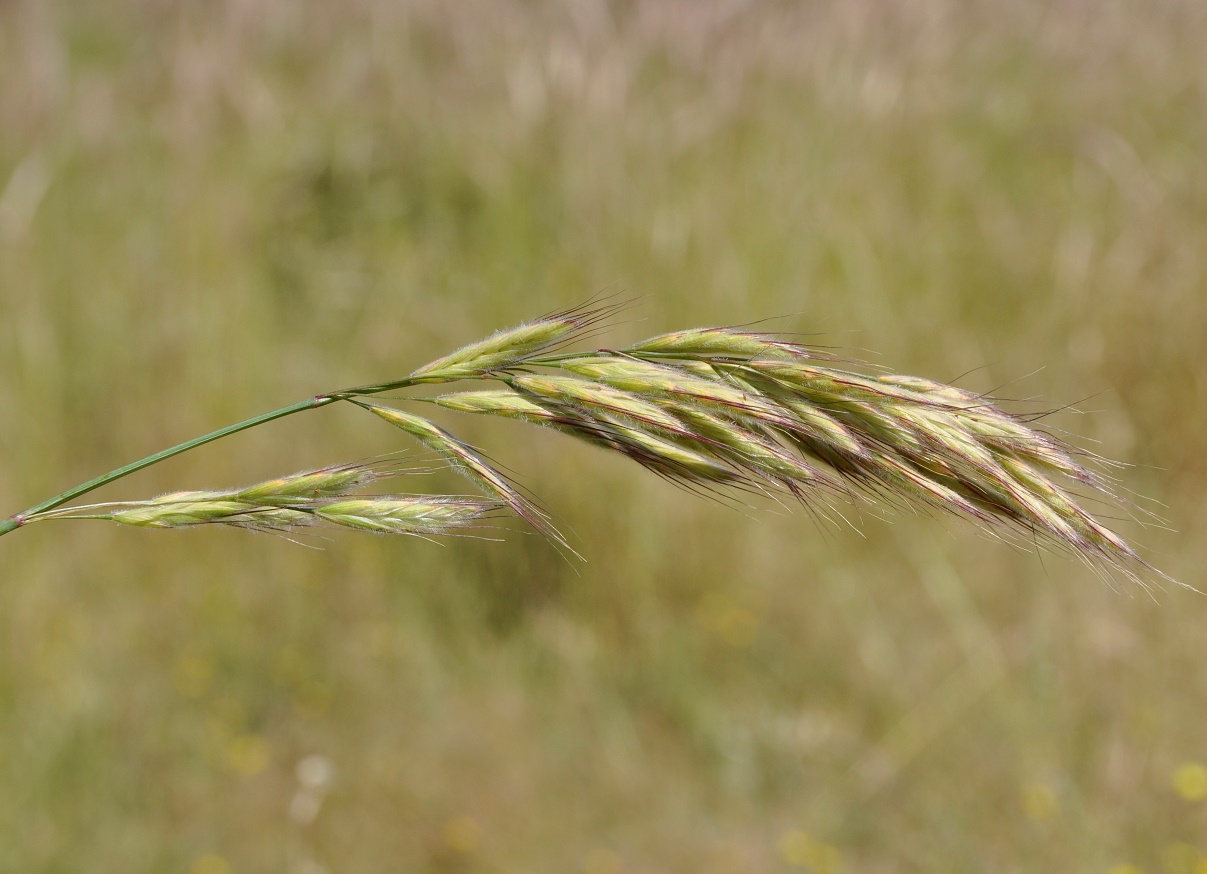 Изображение особи род Bromus.