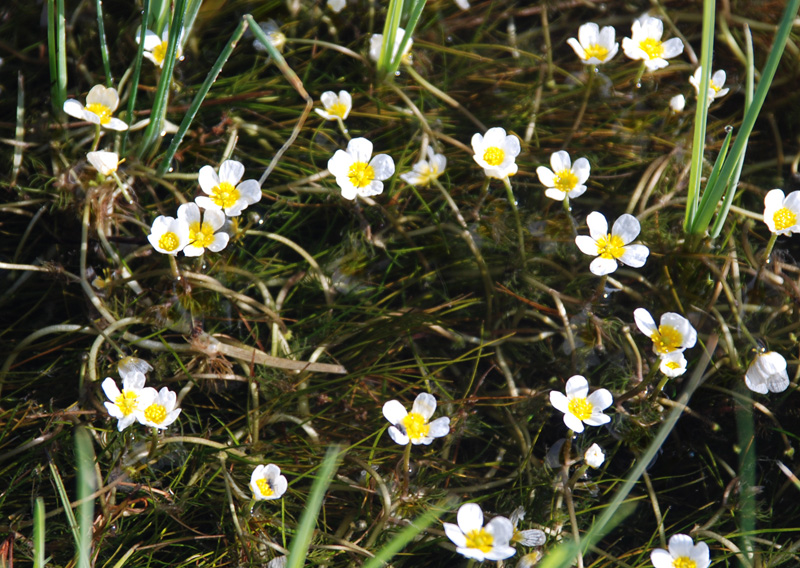 Изображение особи Ranunculus subrigidus.