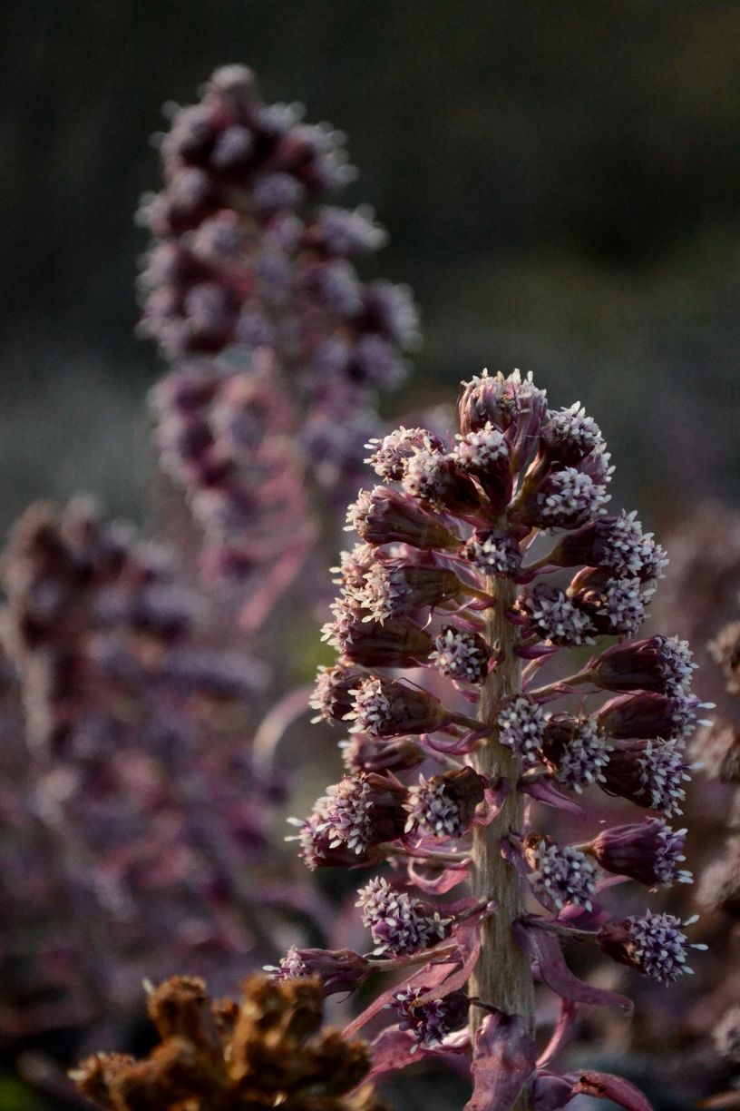 Image of Petasites hybridus specimen.