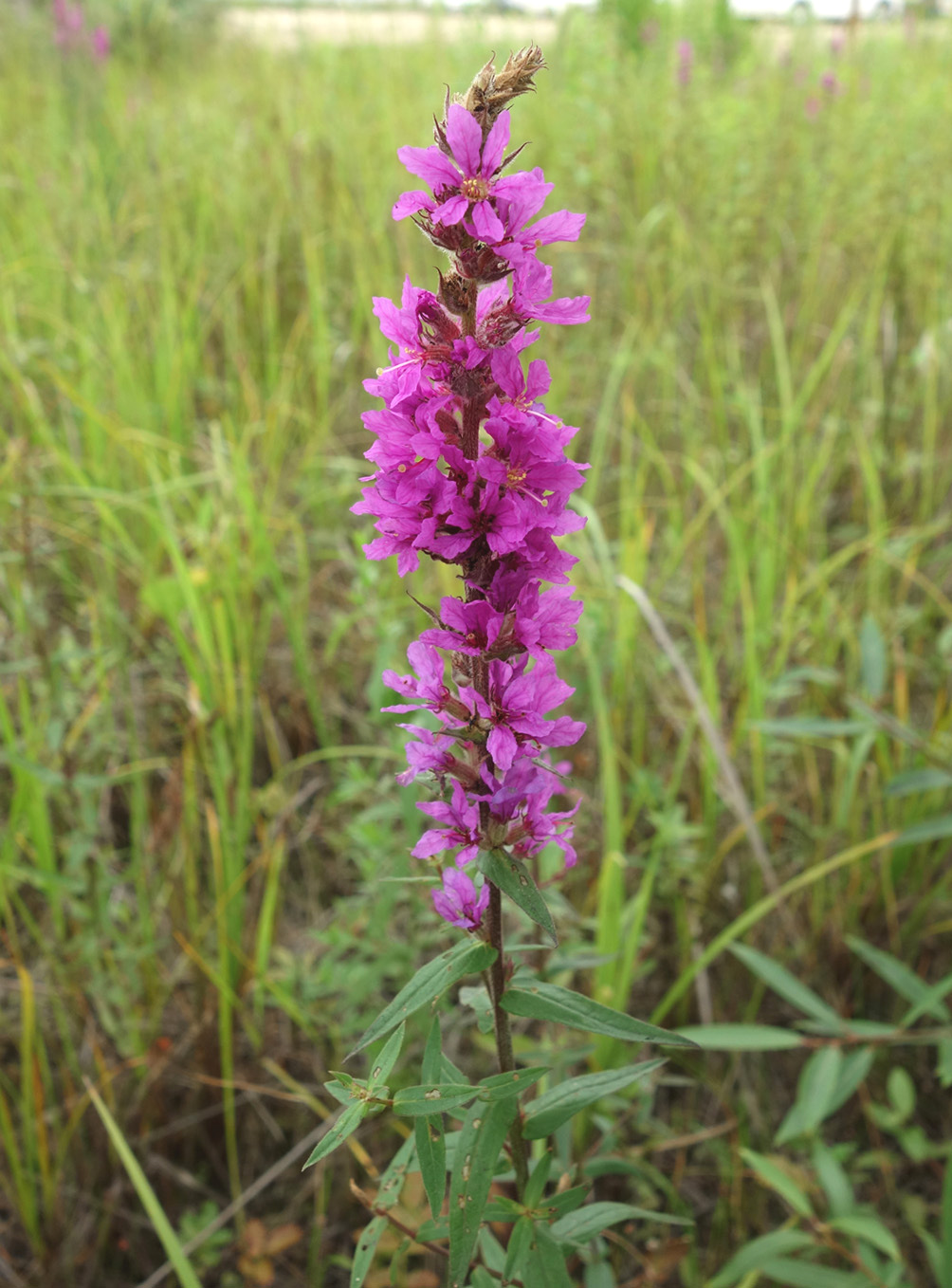 Image of Lythrum salicaria specimen.