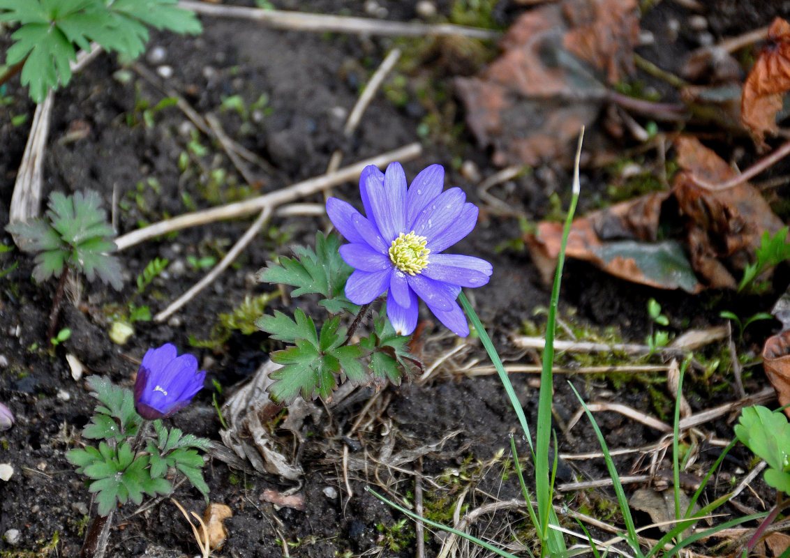 Изображение особи Anemone blanda.