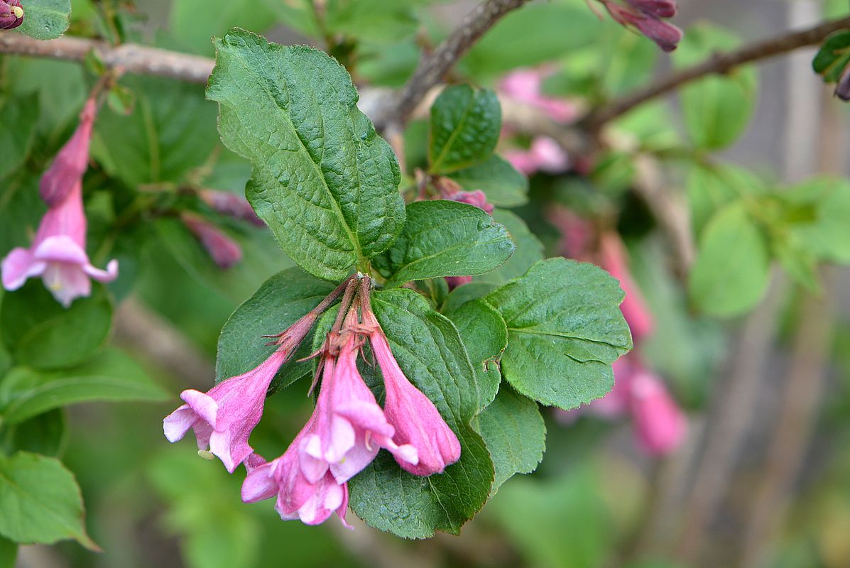 Image of Weigela praecox specimen.