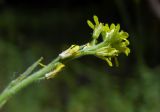 Sisymbrium officinale